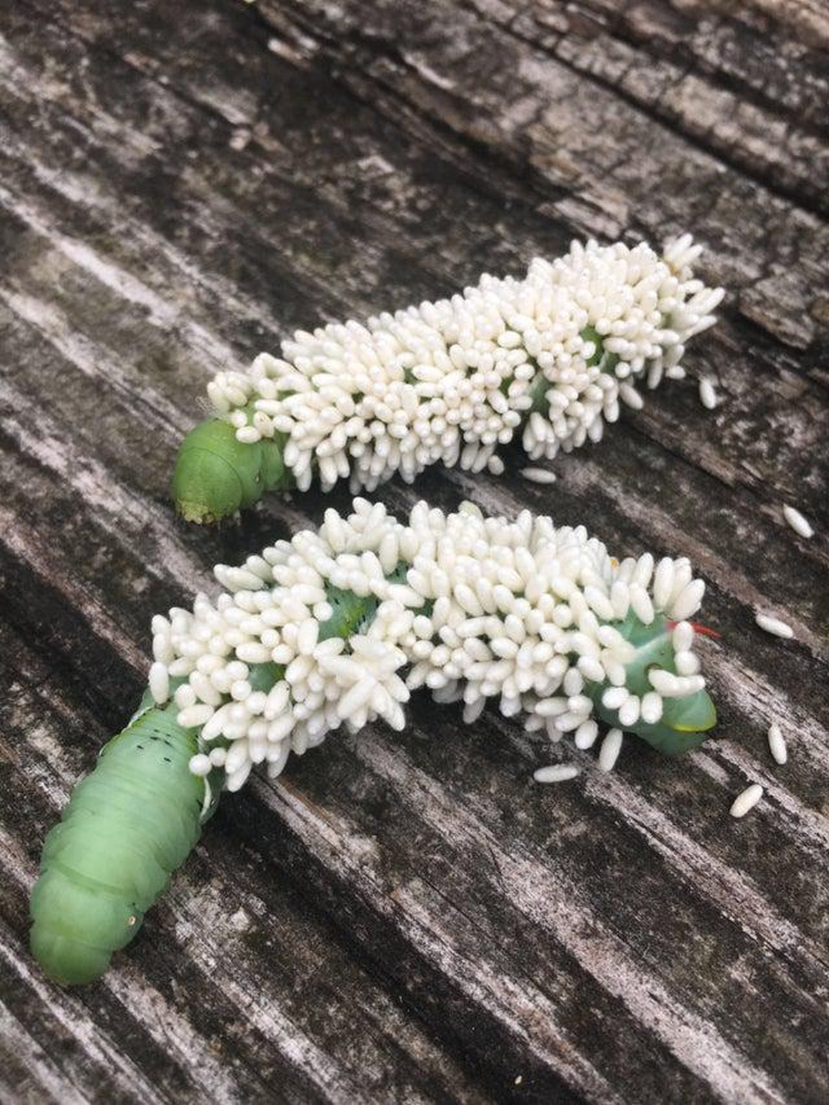 Unheimliche Bilder aus der Tierwelt und der Natur. Creepy Nature.