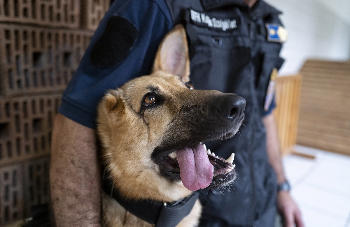 Un chien policier hongrois (image d'illustration)