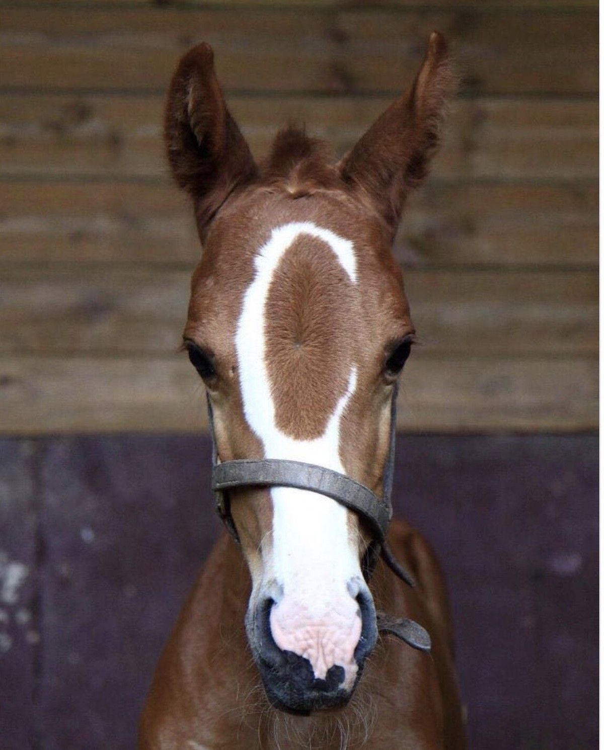 cute news tier pferd

https://ch.pinterest.com/pin/120049146304295507/