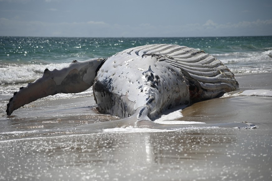 epa13267802 A whale carcass is washed ashore on City Beach, in Perth, Australia, 28 September 2026. EPA/AARON BUNCH NO ARCHIVING AUSTRALIA AND NEW ZEALAND OUT