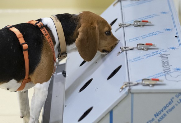 The beagle bitch Djaka finds corona-positive samples with her sense of smell during a news conference at the University of Veterinary Medicine in Hannover, Germany, Thursday, Sept. 24, 2020. The Unive ...
