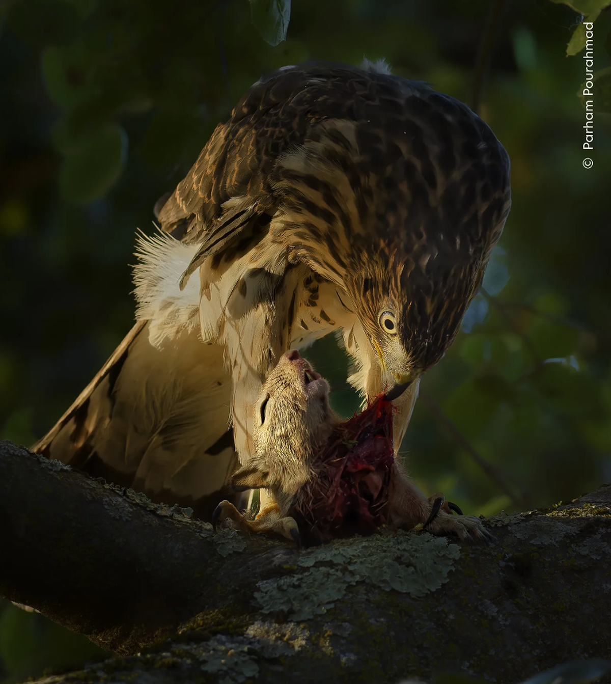 An Evening Meal - Parham Pourahmad (USA) watches as the last rays of the setting sun illuminate a young Cooper’s hawk eating a squirrel.
Parham Pourahmad
Gewinner der Kategorie 11-14 Years