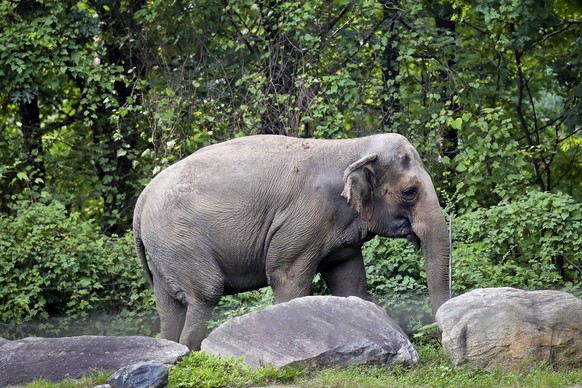 FILE - Bronx Zoo elephant &quot;Happy&quot; strolls inside the zoo&#039;s Asia Habitat in New York on Oct. 2, 2018. New York&#039;s top court on Tuesday, June 14, 2022, rejected an effort to free Happ ...
