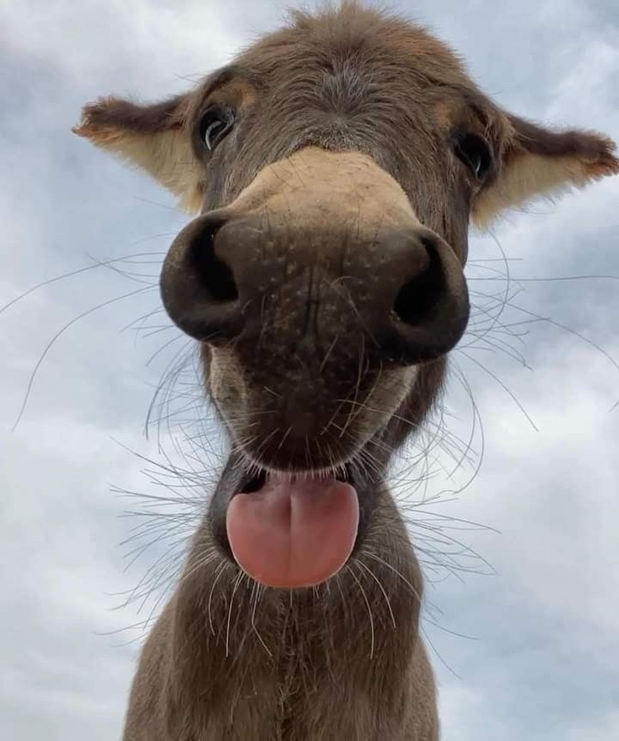 cute news tier pferd esel

https://ch.pinterest.com/pin/1121888957210002068/