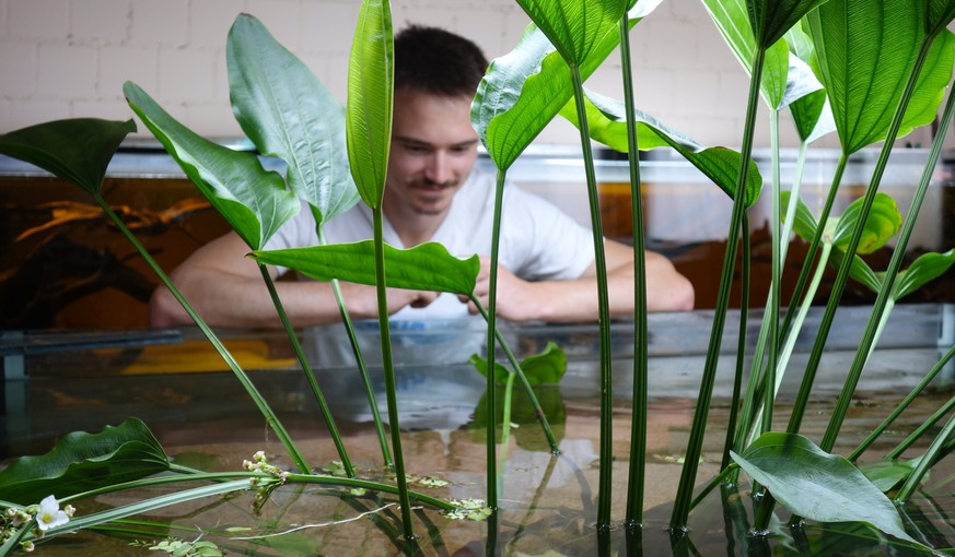 Elias Müller aus dem Kanton Luzern hat das einzige Fischtierheim der Schweiz gegründet, das Aqualuz. Es steht heute in Oftringen im Kanton Aargau. Ein Besuch (Juli 2024)