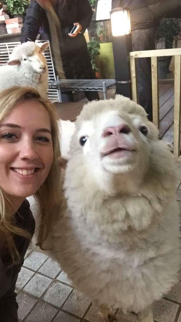 Schaf Selfie
Cute News
http://imgur.com/gallery/pF56YzP