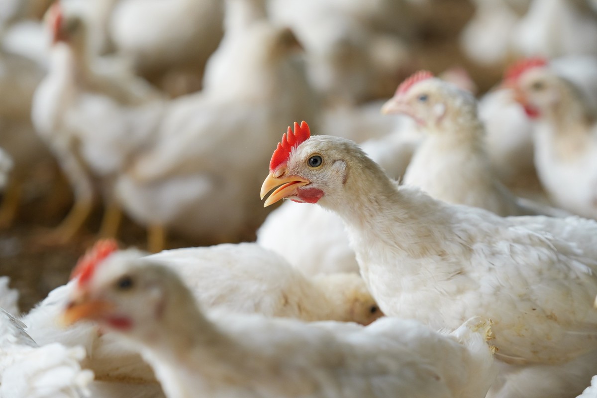 En Suisse, les poulets de chair vivent généralement dans des conditions intensives, dans de vastes halles sans accès à l'extérieur.