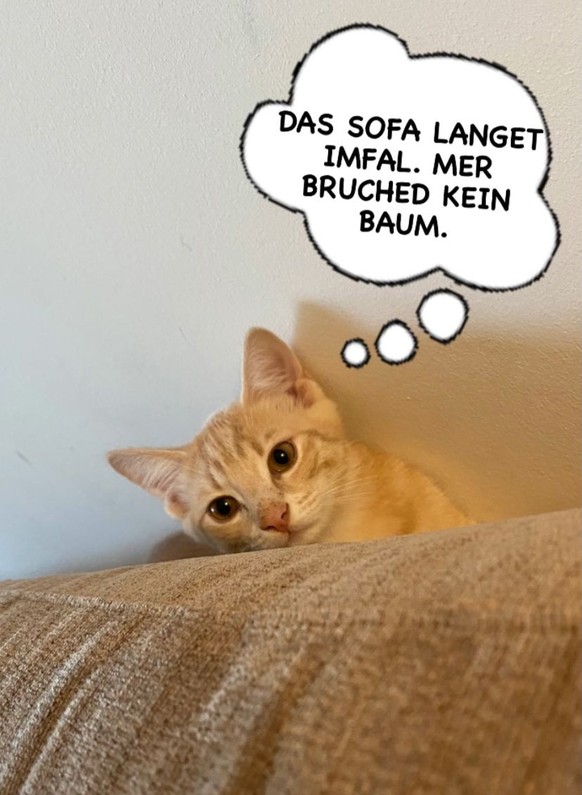 Die Katzen spielen munter auf dem Sofa.