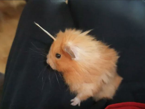 Einhornhamster
Cute News
http://imgur.com/gallery/uIGd7