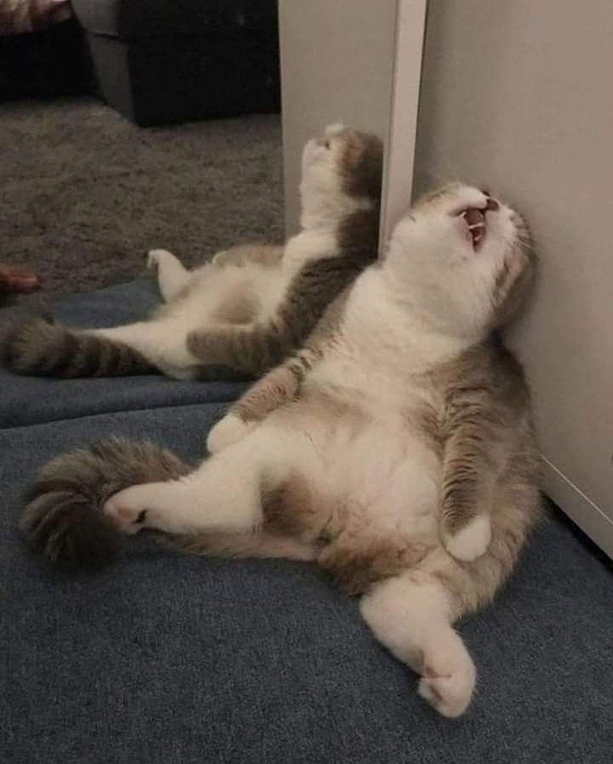 Schlafende lustige Katze. 

https://de.pinterest.com/pin/996702961255022875/