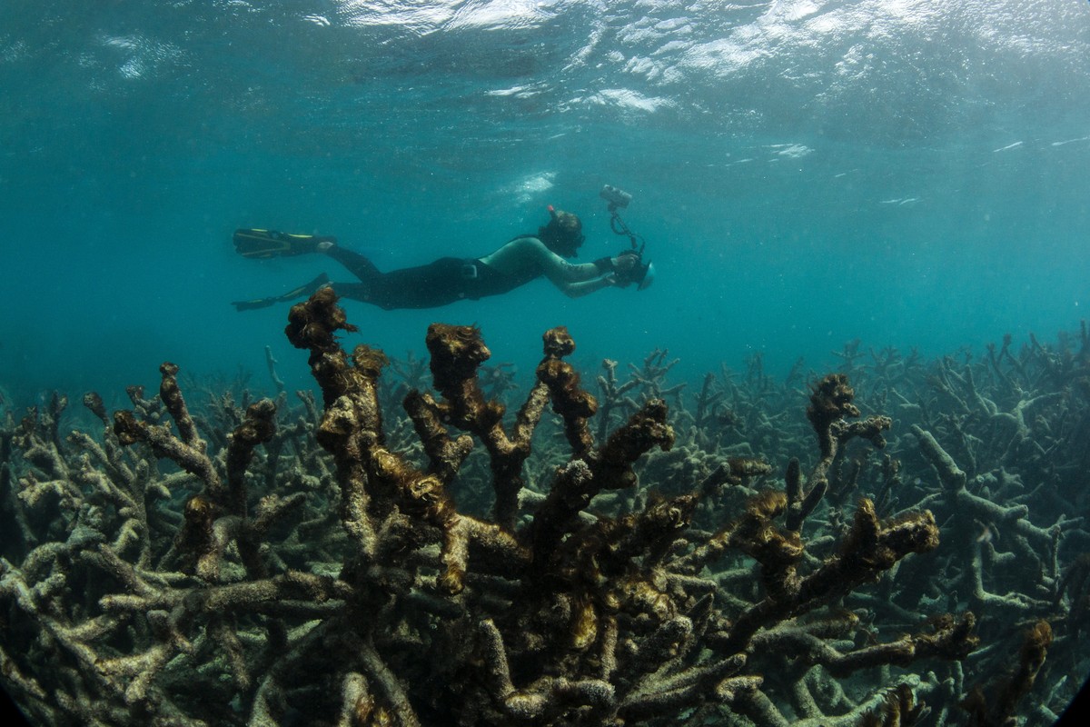 In this May 2016 photo released by The Ocean Agency/XL Catlin Seaview Survey, an underwater photographer documents an expanse of dead coral at Lizard Island on Australia's Great Barrier Reef. Cor ...