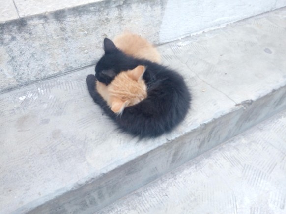 cute news tier katzen

https://www.reddit.com/r/aww/comments/18gw7eu/my_lovely_neighbourhood_cat_duo_are_snuggling_in/