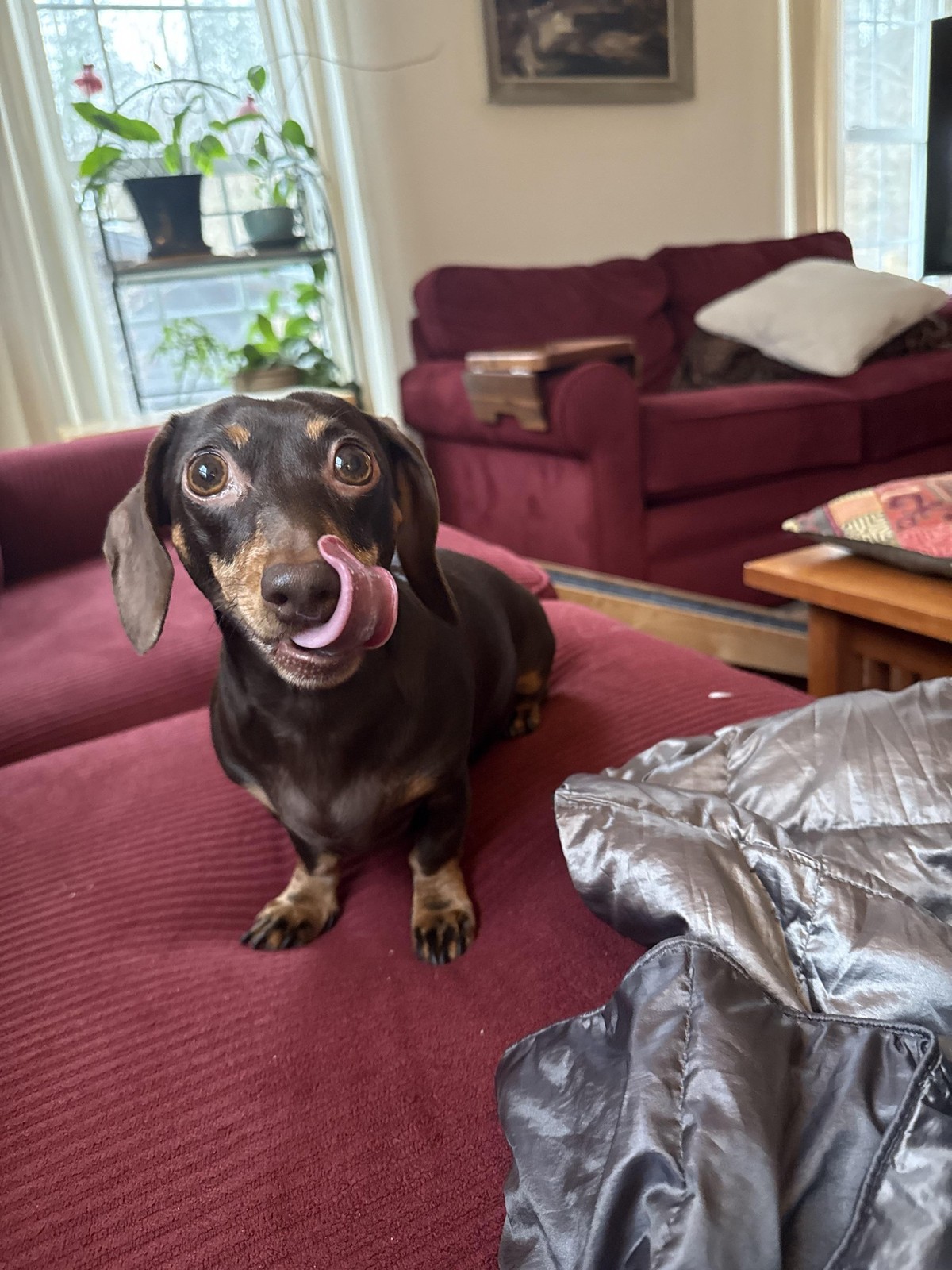 cute news tier hund

https://www.reddit.com/r/Dachshund/comments/1hrza2w/figgie_says_happy_new_year_and_she_loves_you_all/