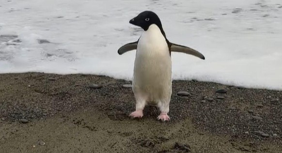 Der Adéliepinguin nach seiner Ankunft in Neuseeland.