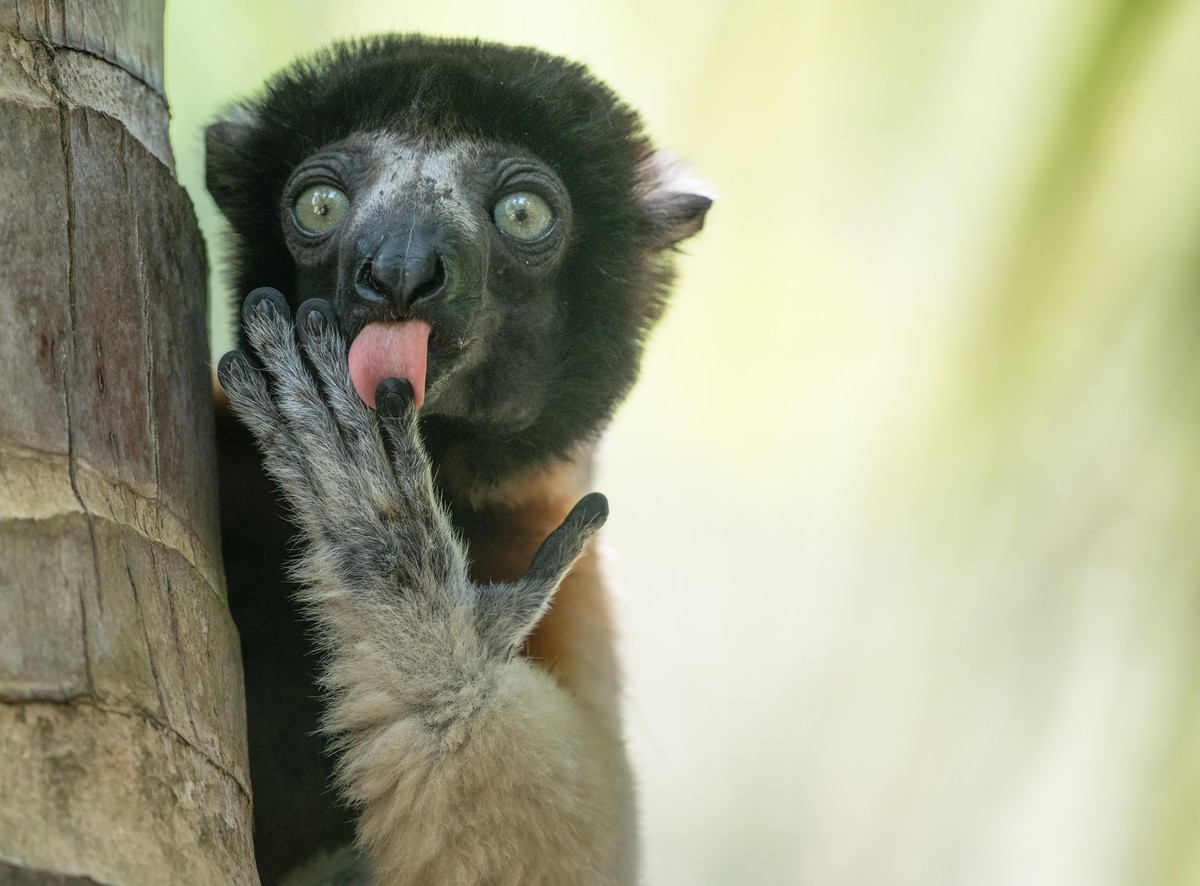 Nikon Comedy Wildlife Awards 2025