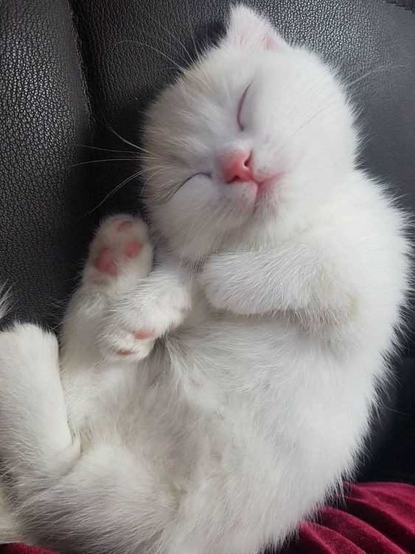 cute news animal tier katze cat

https://www.reddit.com/r/AnimalsBeingSleepy/comments/wk5tux/so_funny/