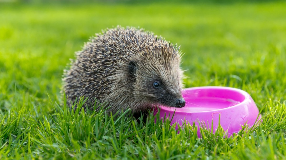 Hitze-bringt-Igel-in-Not-so-hilfst-du-ihnen