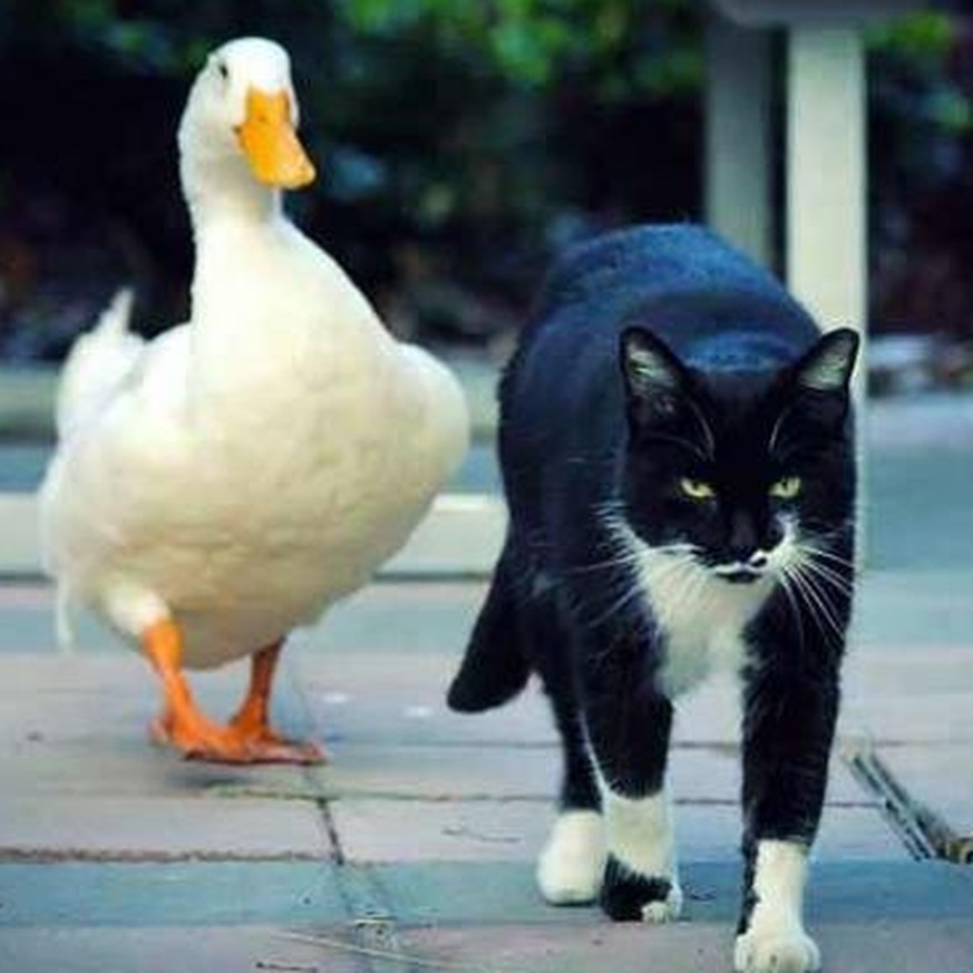 Miau liebt Quak: Wenn Katze und Ente beste Freunde sind