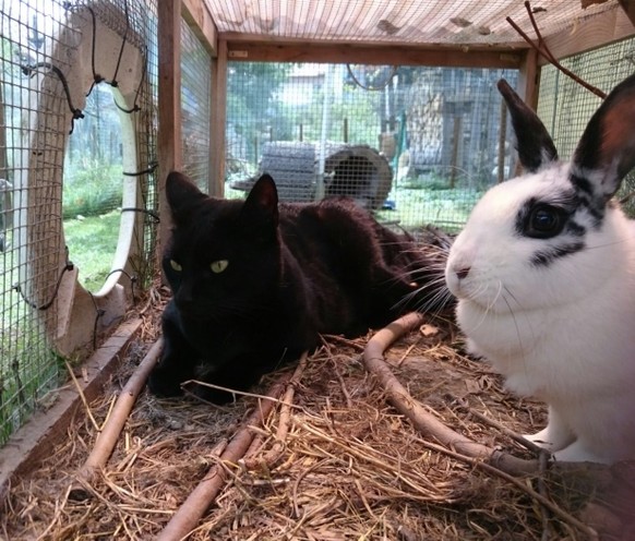 Aufgepasst! Herzige Tiere gibt's heute nur mit eurer Unterstützung!
Unser Minister (der Kater) geht gerne zu den Kaninchen 😏
