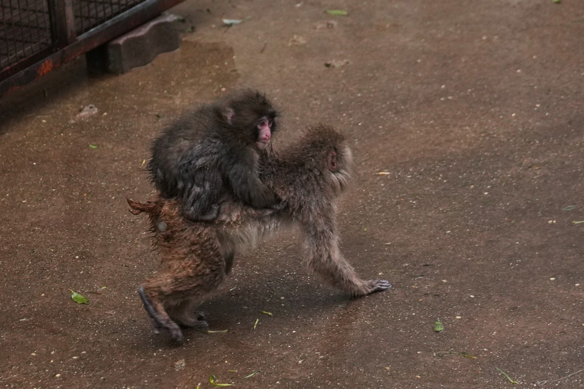 KEYPIX - Punch, a Japanese macaque born on July 26, 2025, climbs on the back of another in the monkeys' playground at the Ichikawa city zoo in Tokyo's eastward neighboring city, Tuesday, Mar ...