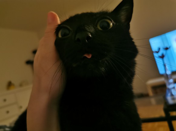 Lustige GIFs, freche Bilder und ein kunterbunter Vogel
Mein ein bisschen verpeilter Kater und ich finden: super Cute News! рџ¤—