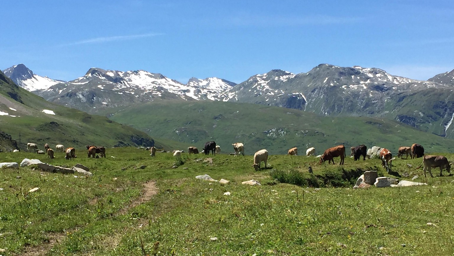 Julierpass Julier Kühe Alpen Engadin