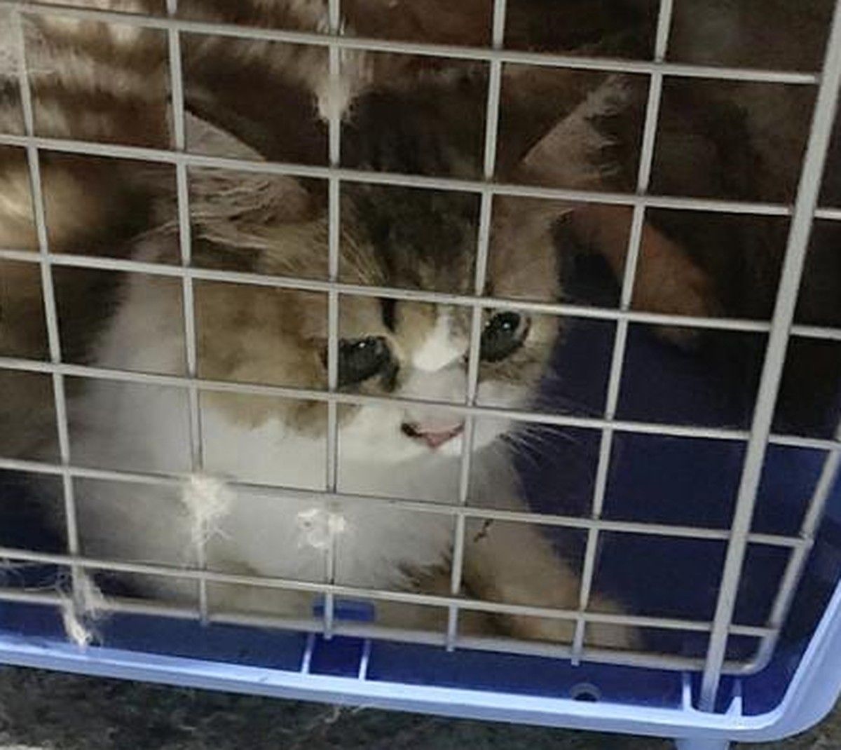154 chats tués à Taïwan: c'est un tollé.