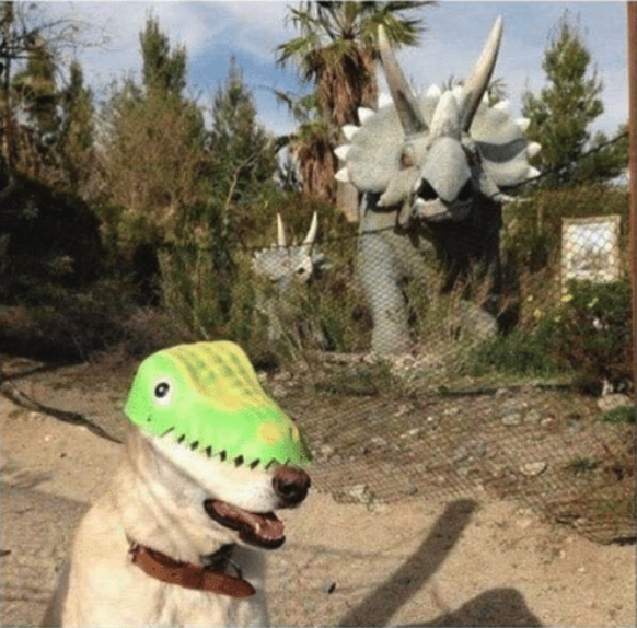 Hund mit Dinokostüm
https://me.me/market?s=pop
