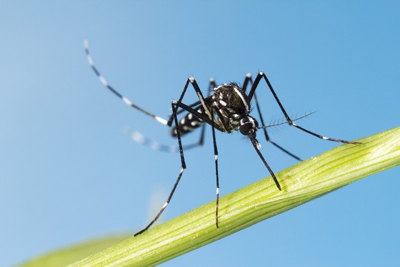 Aedes albopictus (Asiatische Tigermücke)