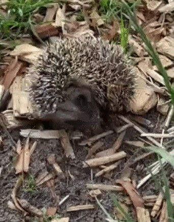 Animiertes GIF