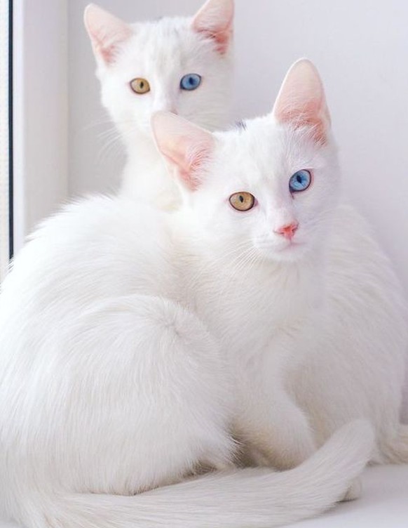 weisse Katzen

https://www.pinterest.com/pin/323907398183239391/