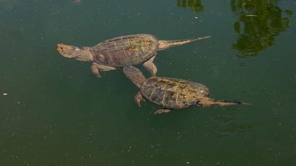 Snapping turtle (Chelydra serpentina) male attempting to mate with female, Maryland, USA, August. PUBLICATIONxINxGERxSUIxAUTxONLY 1560271 JohnxCancalosi