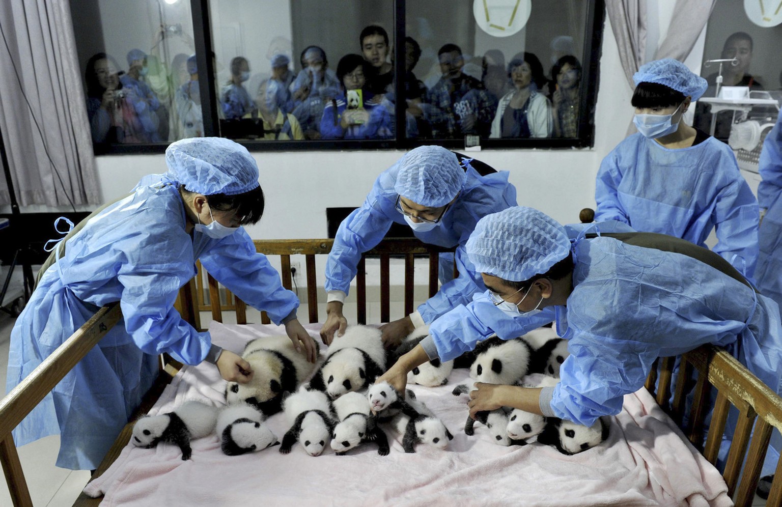 Panda-Nachwuchs 2013 in Chengdu.