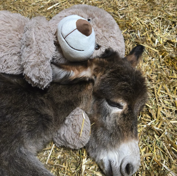 Esel mit Bär Kuscheltier