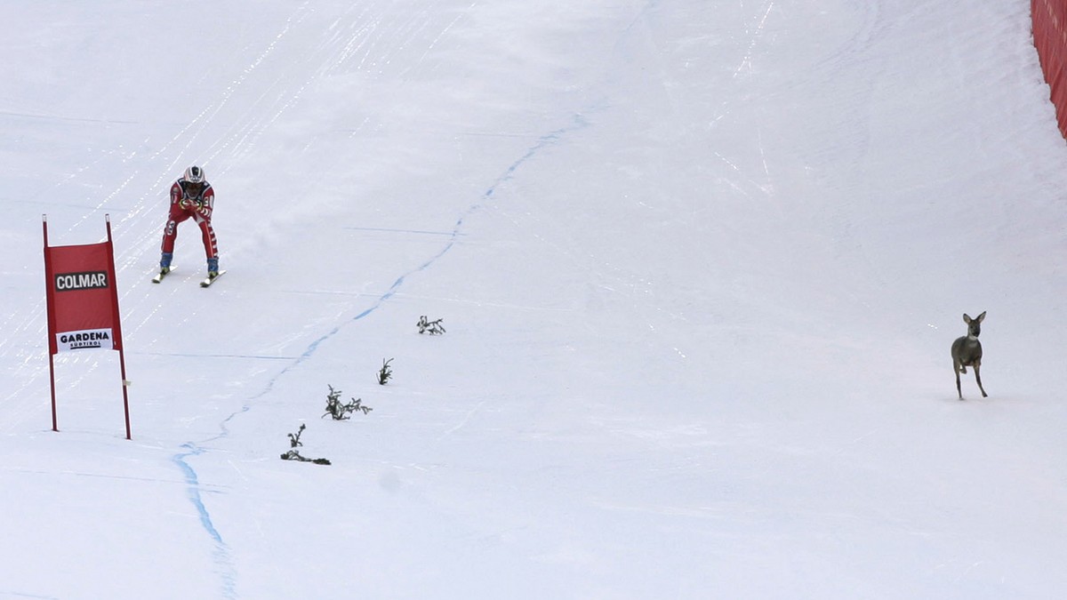 Ski: Abfahrer Kristian Ghedina fährt beinahe in ein Reh in Val Ghedina