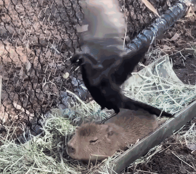 Animiertes GIF