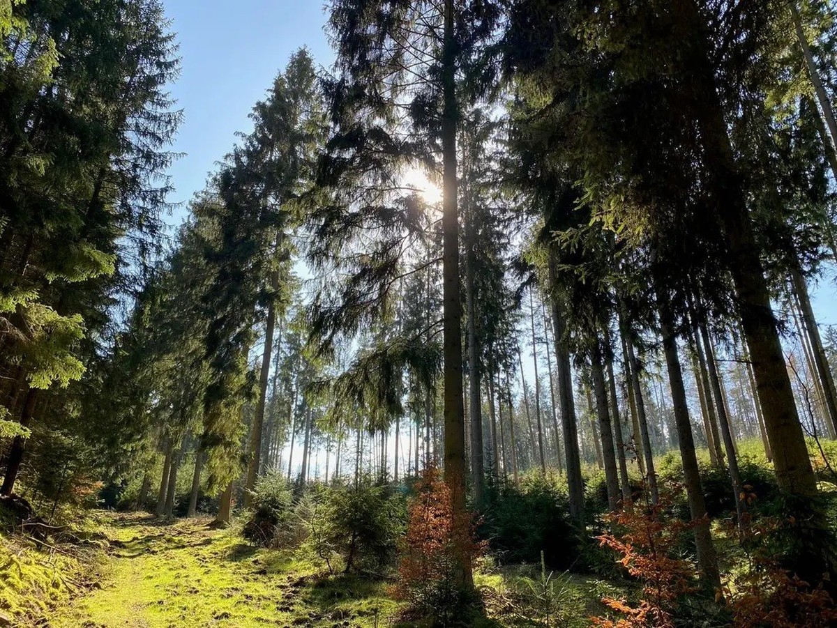 Sauver ce qui peut l'être: la forêt de Zillbach est fortement affaiblie par le bostryche.