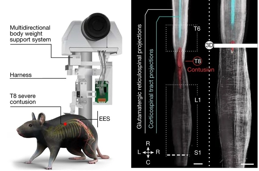 Links: System zur Unterstützung des Körpergewichts, das Mäusen das Gehen auf dem Boden ermöglicht, mit implantierbaren Elektroden für die EES. Rechts: Visualisierung der Projektionen von Neuronen im m ...