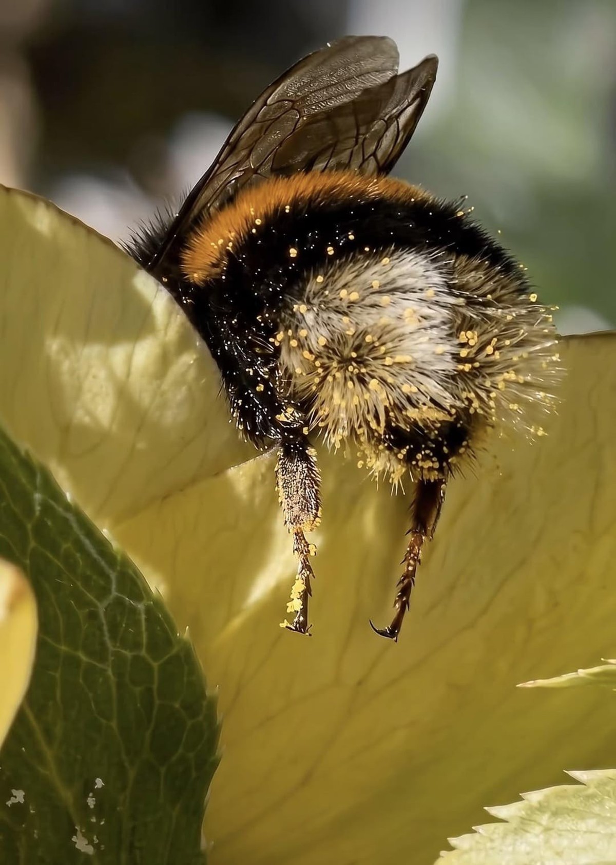 cute news tier hummel

https://www.reddit.com/r/bee/comments/1w2mxye/nectar_on_a_bee/
