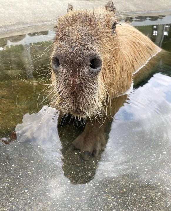 Nice news about capybara https://www.reddit.com/r/capybara/comments/1bl37nw/what_a_pair_of_nostrils/