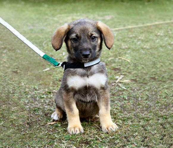 cute news tier hund

https://9gag.com/gag/a1Y00Q6