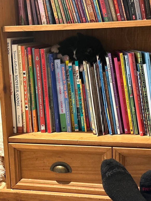 cute news tier katze

https://www.reddit.com/r/TuxedoCats/comments/1l7ycz9/the_cat_distribution_system_delivered_this/