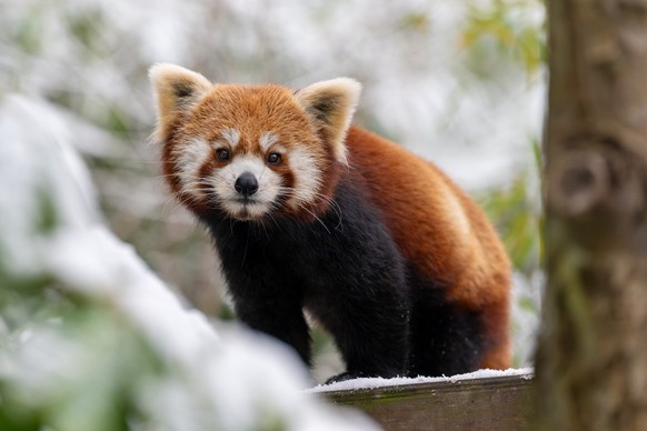 Kleiner Panda Zoo Zürich