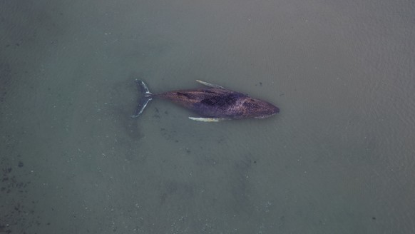 epa12850546 A handout photo made available by the non-profit marine conservation organization Sea Shepherd shows a beached whale lying in the waters of the Baltic Sea near Niendorf harbor in Timmendor ...