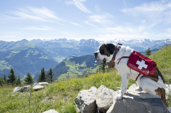 Mehrere Barry`s oder Bernhardiner Hunde geniessen einen schoenen Sommertag anlaesslich eines Barry Treffen auf dem Stanserhorn im Kanton Nidwalden am Samstag 30. Juli 2016. (KEYSTONE/Urs Flueeler)

Sa ...