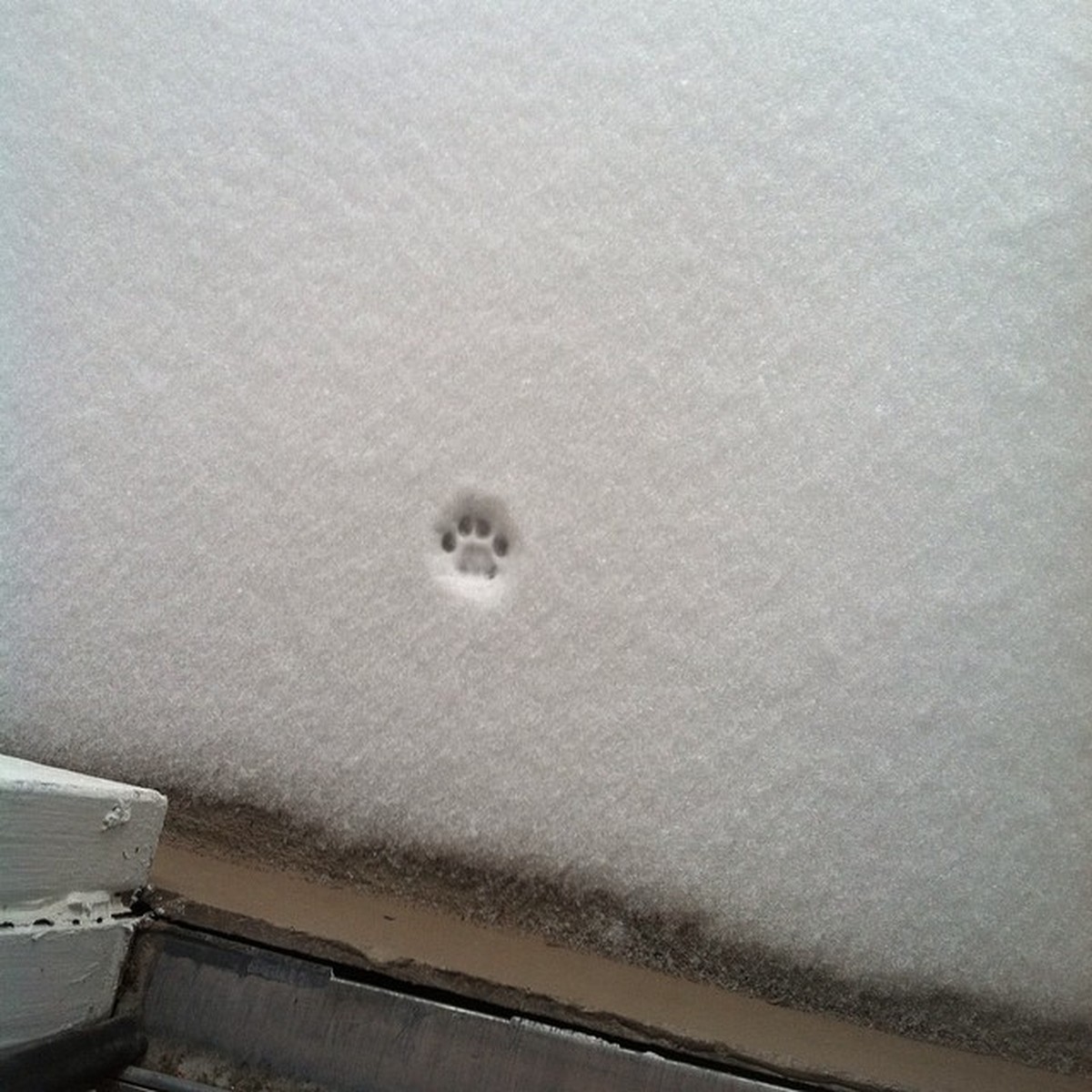 Katzenabdruck im Schnee
http://imgur.com/gallery/PeEk3nD