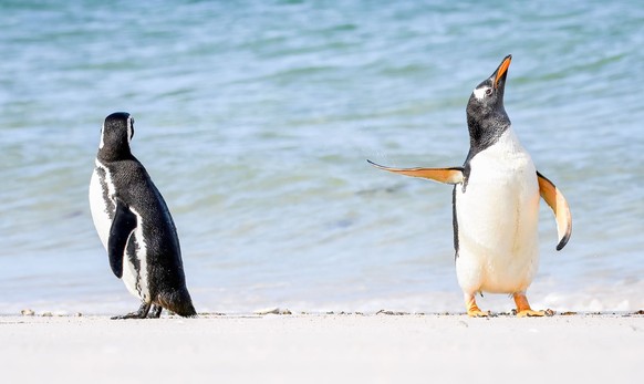 Jennifer Hadley, Falkland Islands