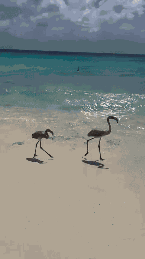 Animiertes GIF