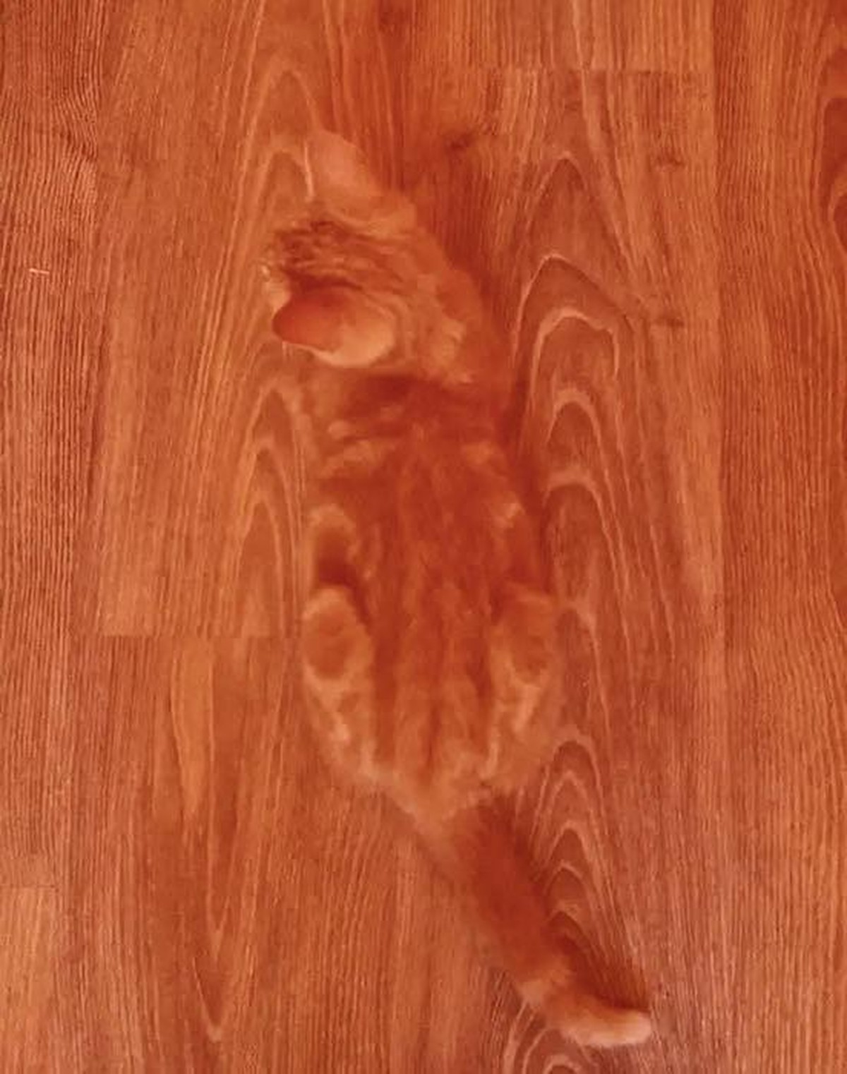 PICDUMP 399 вЂ“ tscheggsch? Ich auch nicht ... рџ¤·вЂЌв™ЂпёЏ\nFavorit der Kategorie - "Tarnung ist alles"