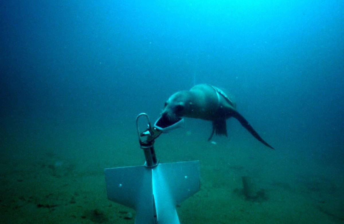 An NMMP sea lion attaches a recovery line to a piece of test equipment during training.
https://en.wikipedia.org/wiki/United_States_Navy_Marine_Mammal_Program#/media/File:NMMP_Sea_Lion_Recovering_Test ...